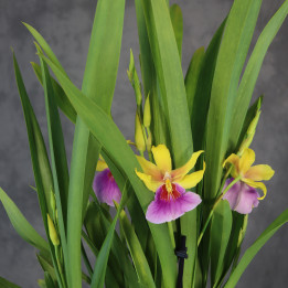 Miltonia 'Sunset' – żółto-różowy storczyk-bratek | Tomaszewski