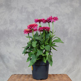 Echinacea 'SunSeekers Sweet Fuchsia' – jeżówka | Tomaszewski