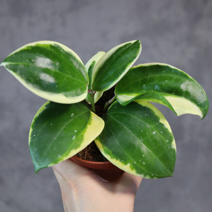 Hoya latifolia 'Round Leaf' Albomarginata – kolekcjonerska hoja | Tomaszewski