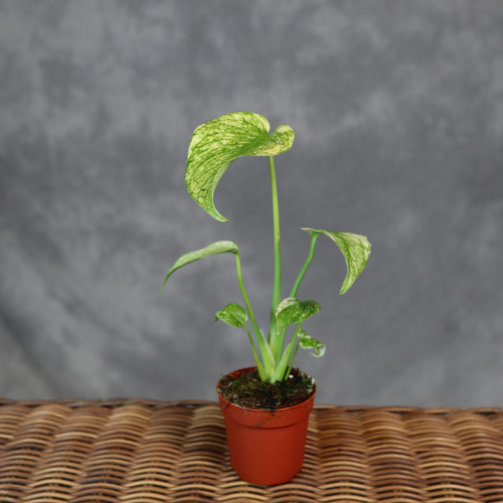 Monstera deliciosa 'Mint' - roślina kolekcjonerska | Tomaszewski