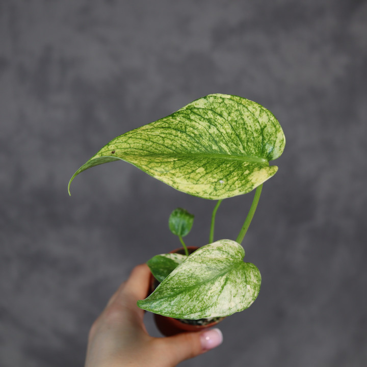 Monstera deliciosa 'Mint' - roślina kolekcjonerska | Tomaszewski