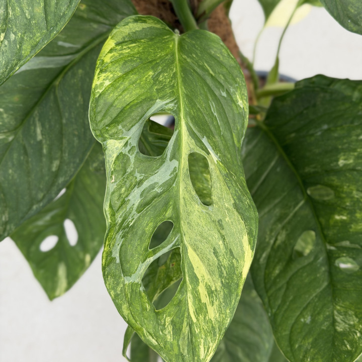 Monstera obliqua 'Mayuna' Variegata na paliku | Tomaszewski