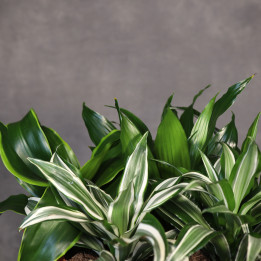 Dracena wonna MIX mała 25 cm | Tomaszewski