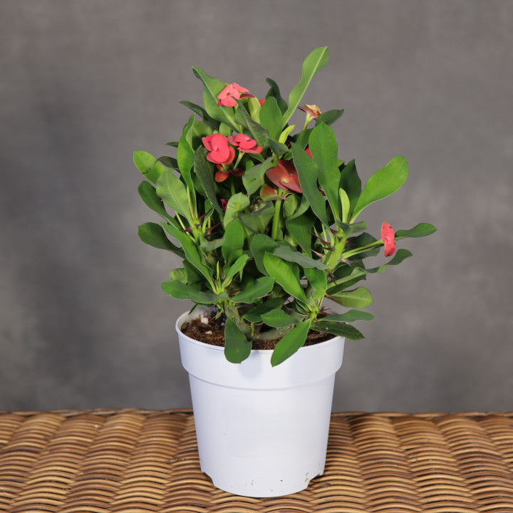 Euphorbia milii – wilczomlecz okazały w doniczce 12 cm | Tomaszewski