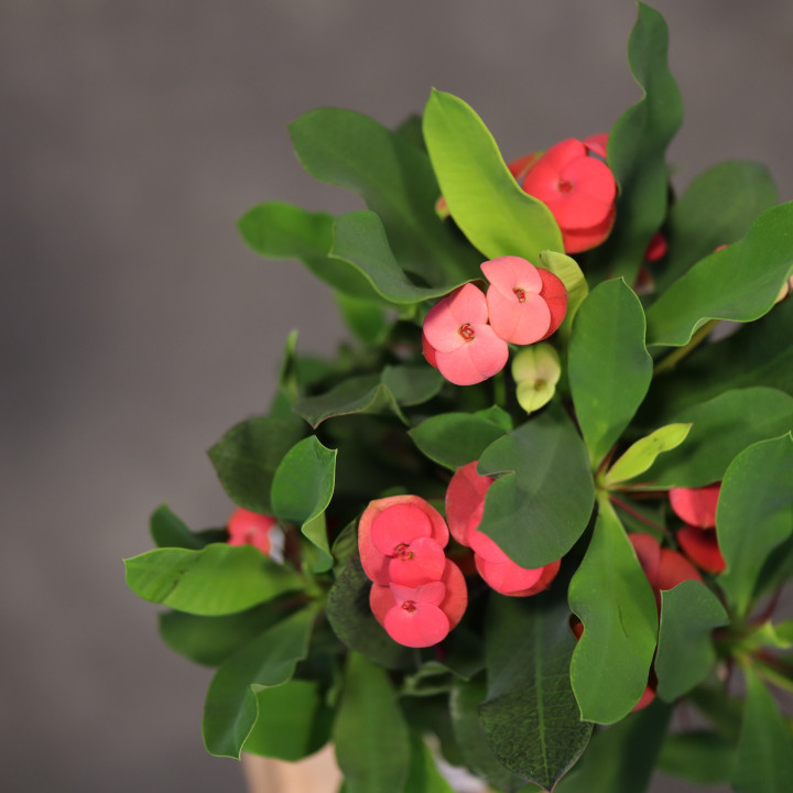 Euphorbia milii – wilczomlecz okazały w doniczce 12 cm | Tomaszewski