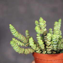 Crassula 'Hottentot' – grubosz | Tomaszewski