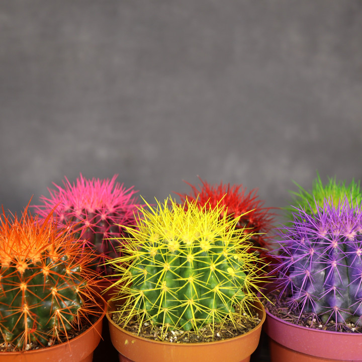 Echinocactus grusonii 'Rainbow' MIX - kolorowy kaktus | Tomaszewski