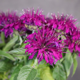 Monarda 'Balmy Lilac' – pysznogłówka dwoista | Tomaszewski