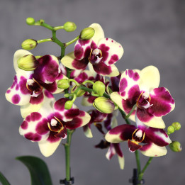 Phalaenopsis Multiflora 'Catania' storczyk | Tomaszewski