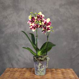 Phalaenopsis Multiflora 'Catania' storczyk | Tomaszewski