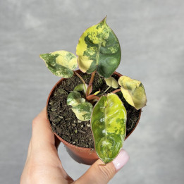 Philodendron billietiae 'Variegata' | Tomaszewski