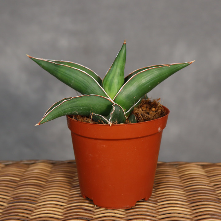 Sansewieria 'Samurai Dwarf' 12 cm - własna uprawa | Tomaszewski