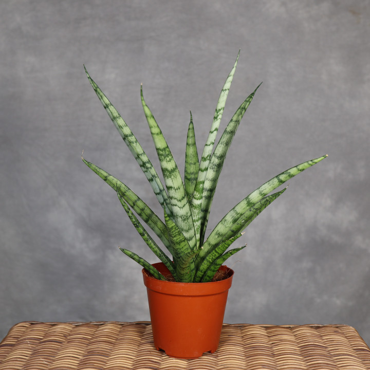 Sansevieria stuckyi don. 12 cm - własna uprawa | Tomaszewski