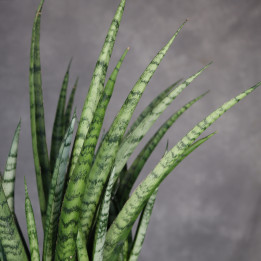 Sansevieria stuckyi don. 17 cm - własna uprawa | Tomaszewski