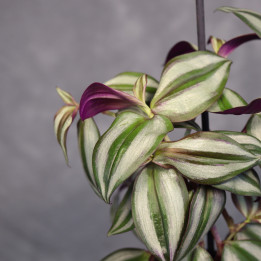 Trzykrotka pasiasta Tradescantia zebrina Ø12 cm | Tomaszewski