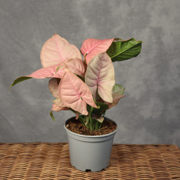 Syngonium 'Neon Robusta' Ø12 cm | Tomaszewski