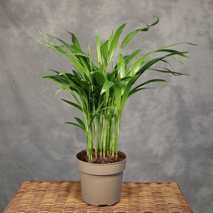 Palma areka Dypsis lutescens Ø15 cm, wys. 45 cm | Tomaszewski