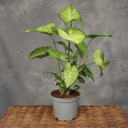 Syngonium 'White Butterfly' z polskiej uprawy | Tomaszewski