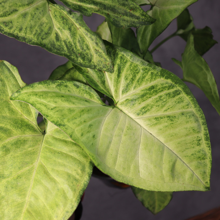 Syngonium 'White Butterfly' z polskiej uprawy | Tomaszewski