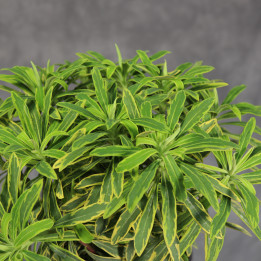 Wilczomlecz 'Ascot Rainbow' Euphorbia ø17 cm | Tomaszewski