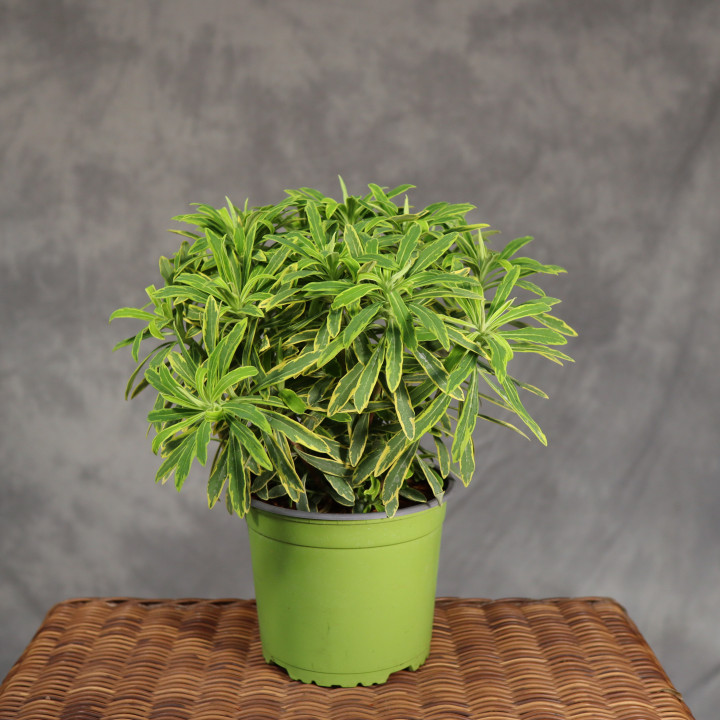 Wilczomlecz 'Ascot Rainbow' Euphorbia ø17 cm | Tomaszewski