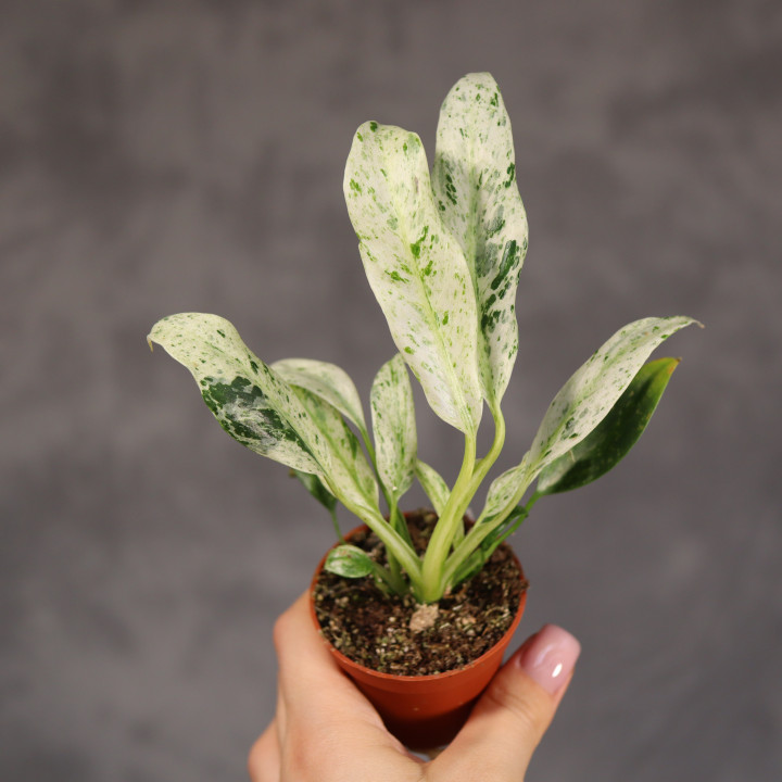Rhaphidophora puberula 'Variegata' Rafidofora ø6 cm | Tomaszewski