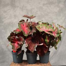 Kaladium (Caladium ) MIX 17 cm – sercowate liście | Tomaszewski