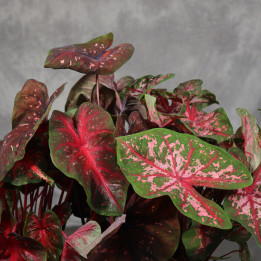 Kaladium (Caladium ) MIX 17 cm – sercowate liście | Tomaszewski