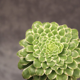 Aeonium tabuliforme – sukulent doniczkowy | Tomaszewski