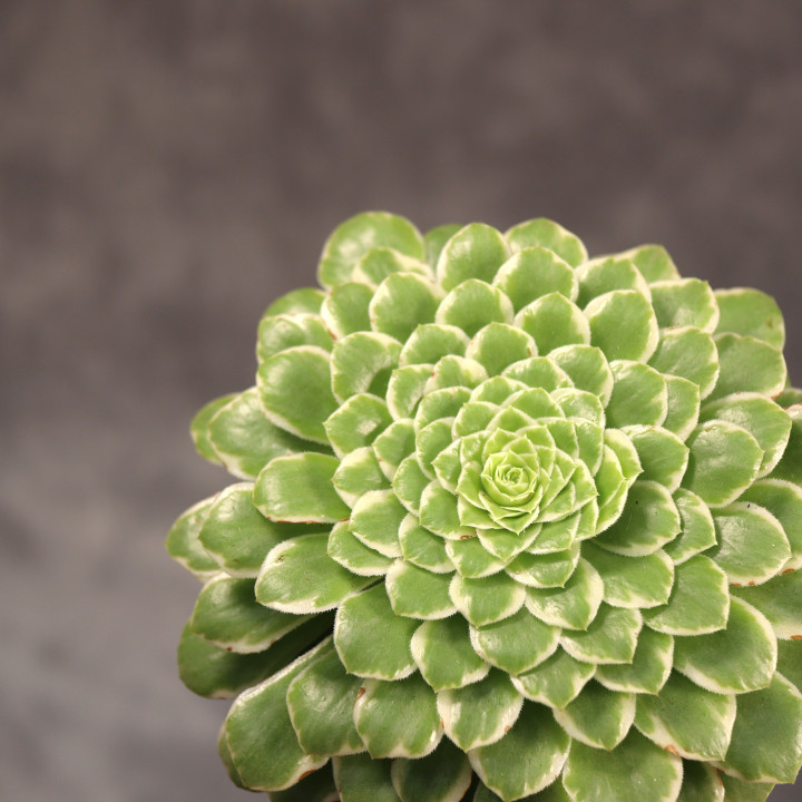 Aeonium tabuliforme – sukulent doniczkowy | Tomaszewski