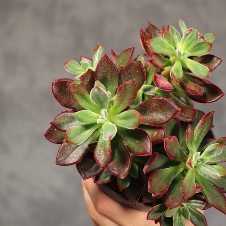 Echeveria pulvinata 'Devotion' ø13 cm | Tomaszewski