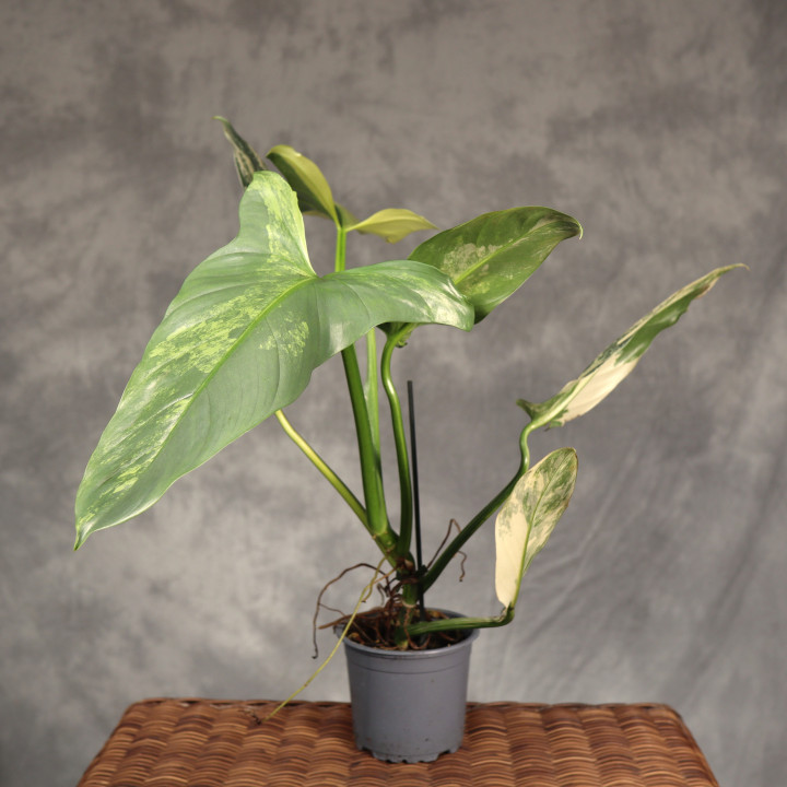 Filodendron 'Gold Swan' w doniczce ø12 cm | Tomaszewski