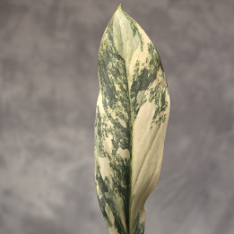 Filodendron 'Gold Swan' w doniczce ø12 cm | Tomaszewski
