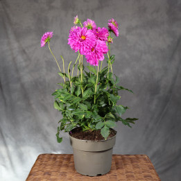 Dahlia 'Labella Grande Purple' ø19 cm | Tomaszewski