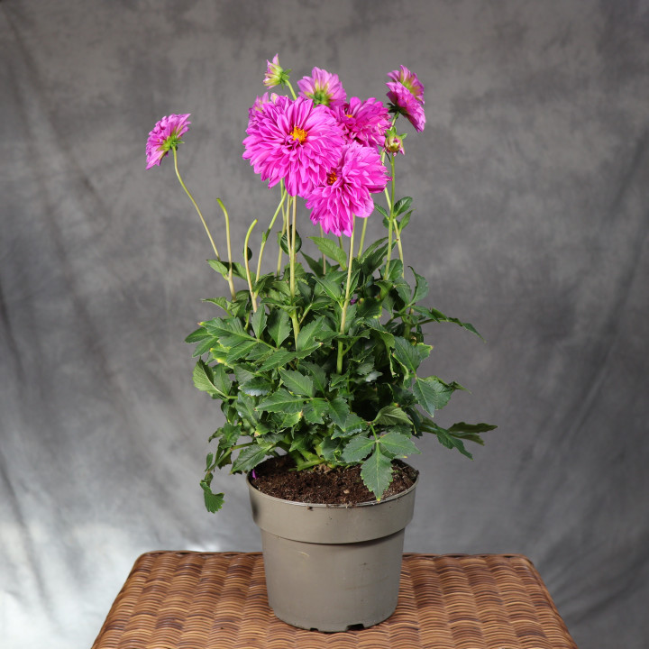 Dahlia 'Labella Grande Purple' ø19 cm | Tomaszewski