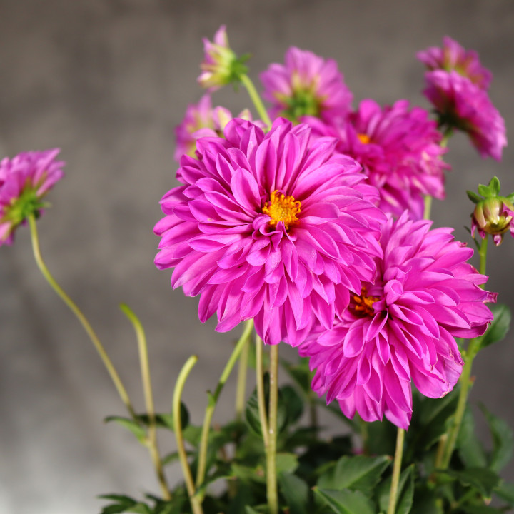 Dahlia 'Labella Grande Purple' ø19 cm | Tomaszewski