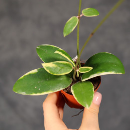 Hoya acuta 'Albomarginata' ⌀6 cm | Tomaszewski