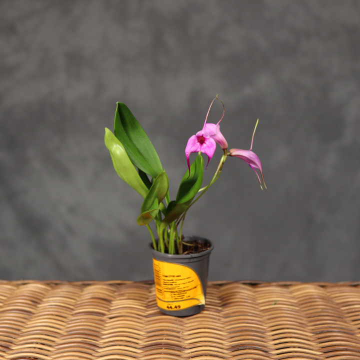Masdevallia 'Selphi Orion' różowy storczyk ⌀6 cm | Tomaszewski