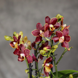 Phalaenopsis 'Sunrise Red Peoker' ⌀12 cm | Tomaszewski