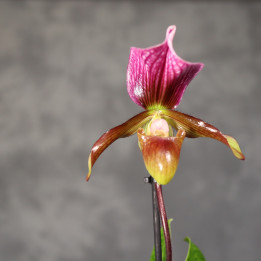 Paphiopedilum charlesworthii Storczyk Sabotek ⌀9 cm | Tomaszewski