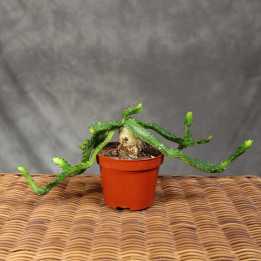 Wilczomlecz gwiaździsty (Euphorbia stellata) ø10,5 cm | Tomaszewski