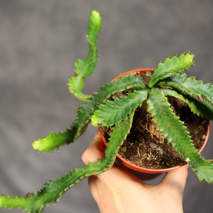 Wilczomlecz gwiaździsty (Euphorbia stellata) ø10,5 cm | Tomaszewski