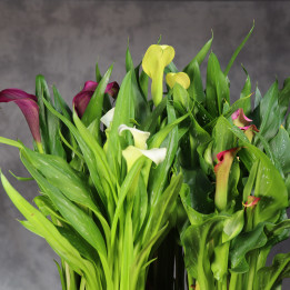 Zantedeschia MIX kolorów w doniczce ⌀ | Tomaszewski