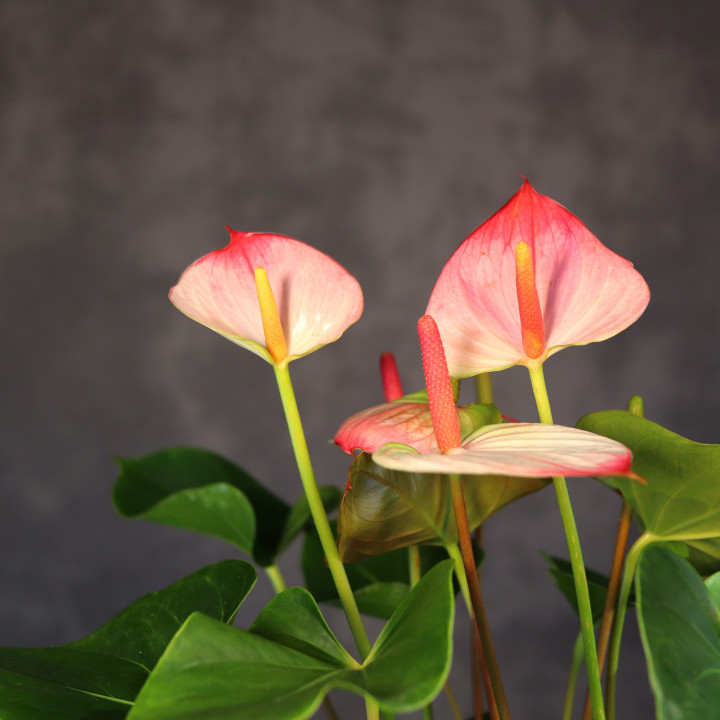 Anturium 'Princess Amalia Elegance' ⌀17 cm | Tomaszewski