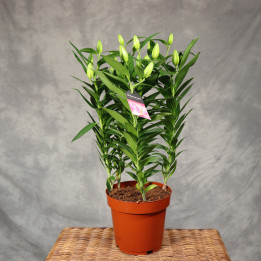 Lilia orientalna różowa ⌀19 cm | Tomaszewski