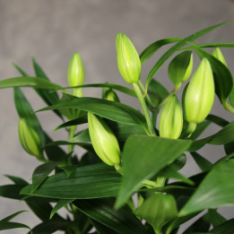 Lilia orientalna różowa ⌀19 cm | Tomaszewski