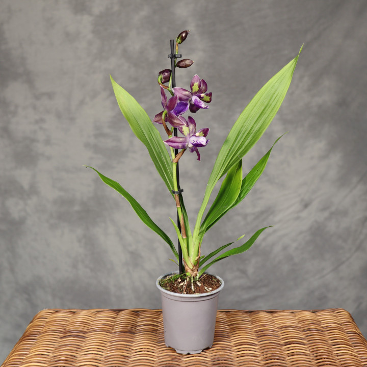 Zygopetalum 'Impasto Blue' storczyk | Tomaszewski