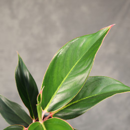 Aglaonema 'Sapphire' ⌀9 cm | Tomaszewski