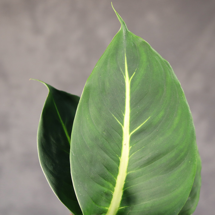 Dieffenbachia 'Green Magic' ⌀12 cm | Tomaszewski