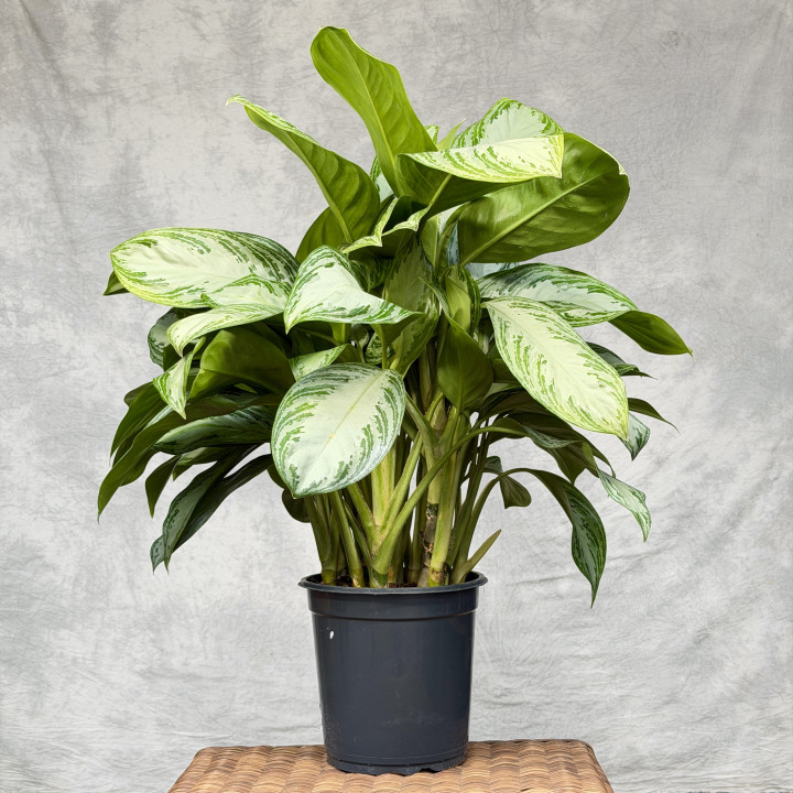 Aglaonema 'Silver Bay' ⌀24 cm | Tomaszewski